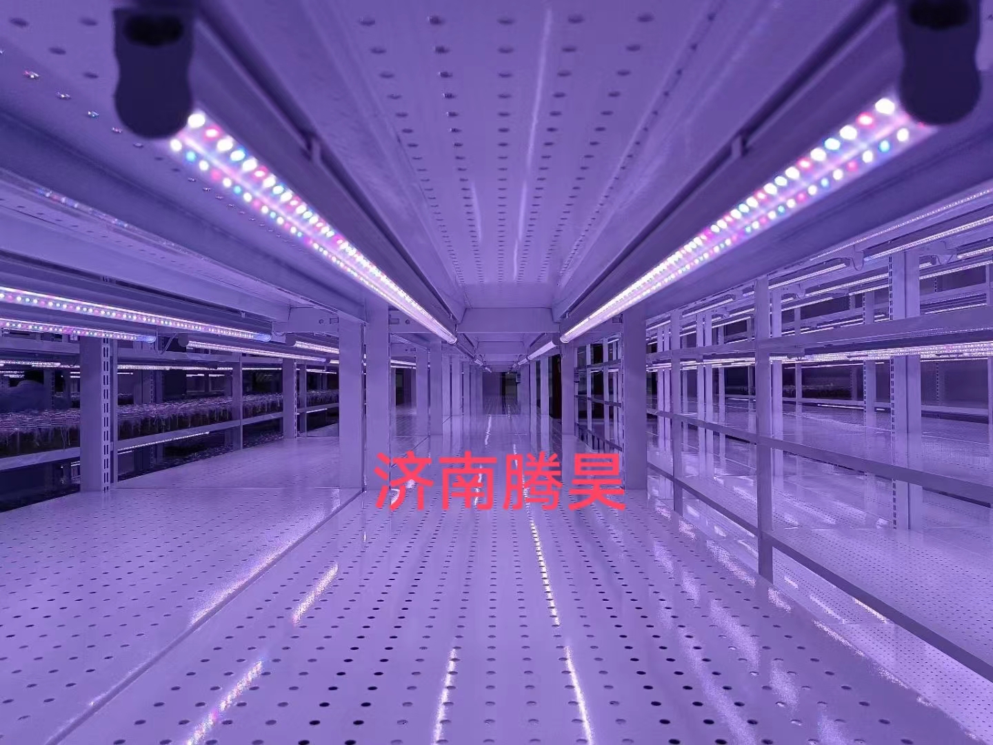組培架，培養(yǎng)架，光照培養(yǎng)架，組培室設(shè)計，組培室無菌凈化